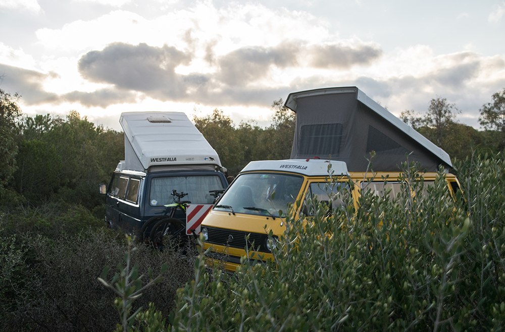 Two Westfalia campervans in tall grass