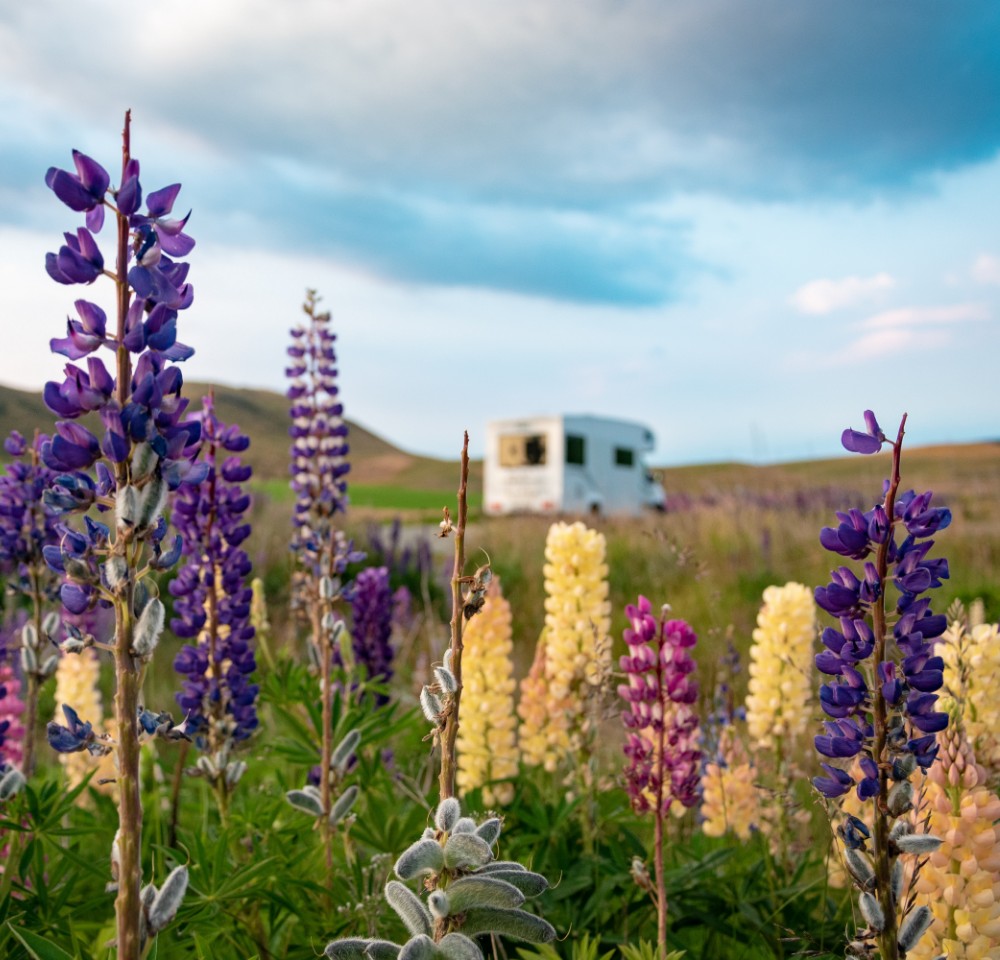 Flowers in the foreground with motorhome in the background