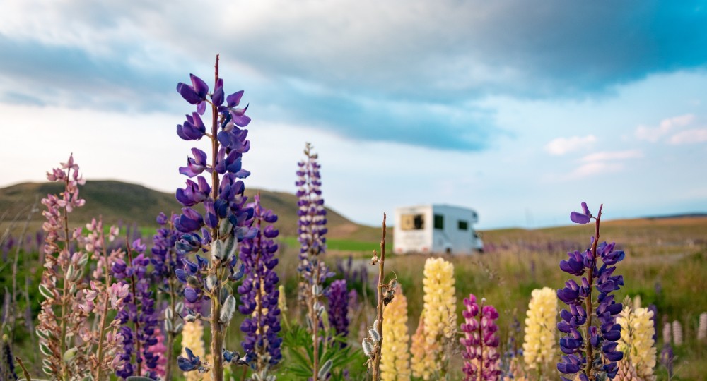 Flowers in the foreground with motorhome in the background
