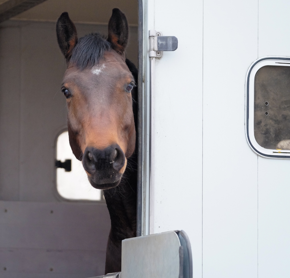 Horse in horsebox