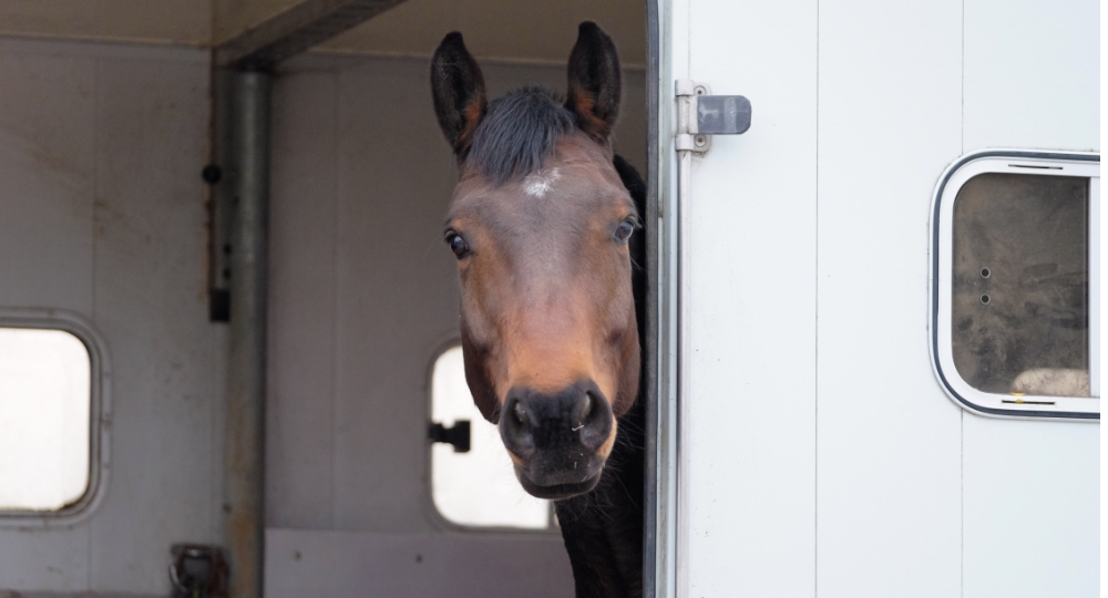 Horse in horsebox