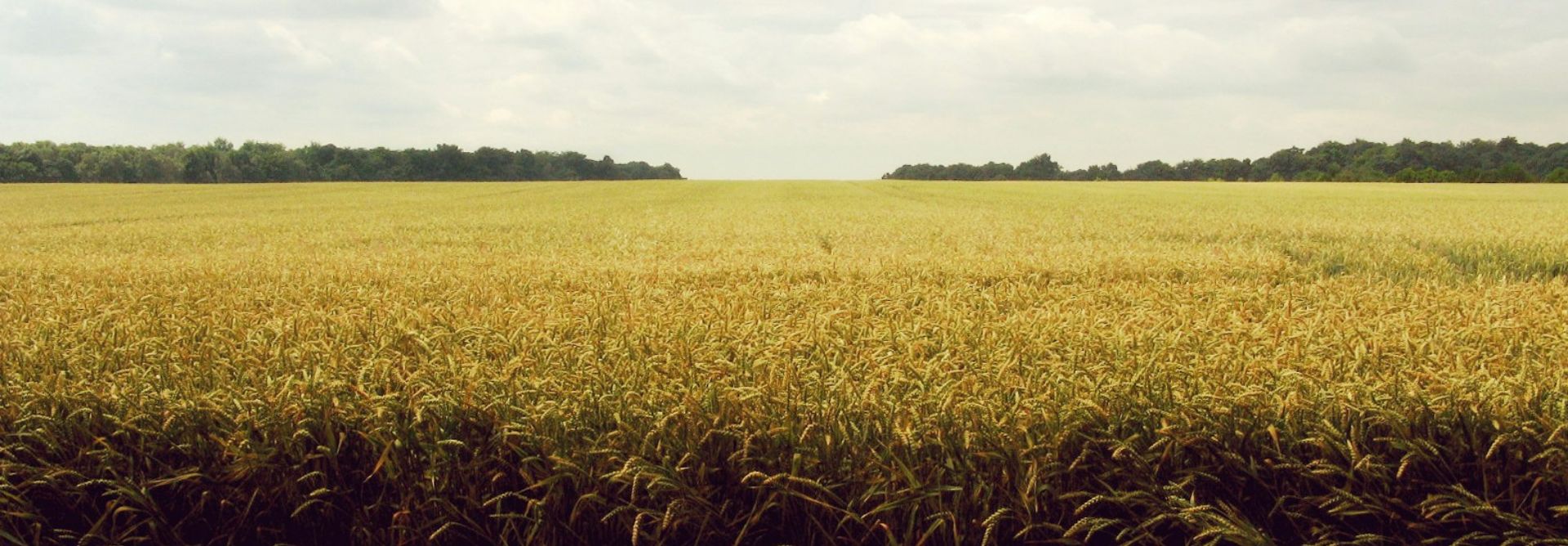 wheat field under a blue and white sky