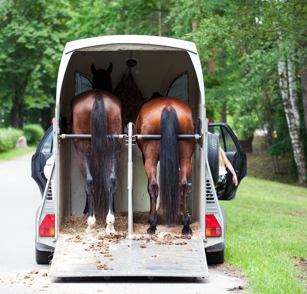 Two horses in the back of a horsebox
