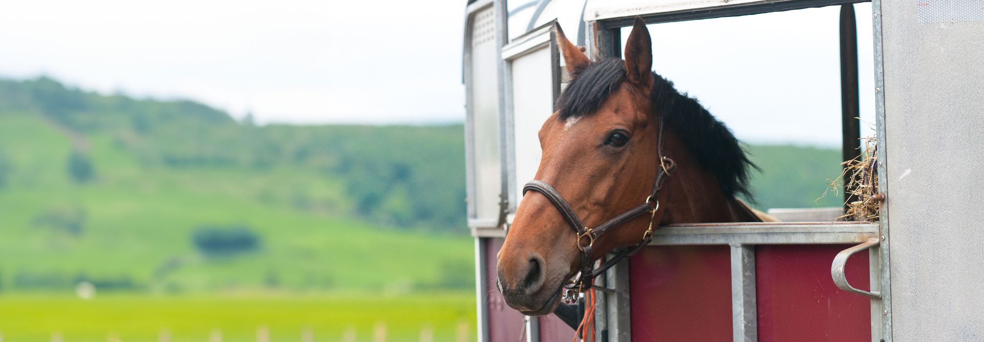 horse leaning out of horsebox