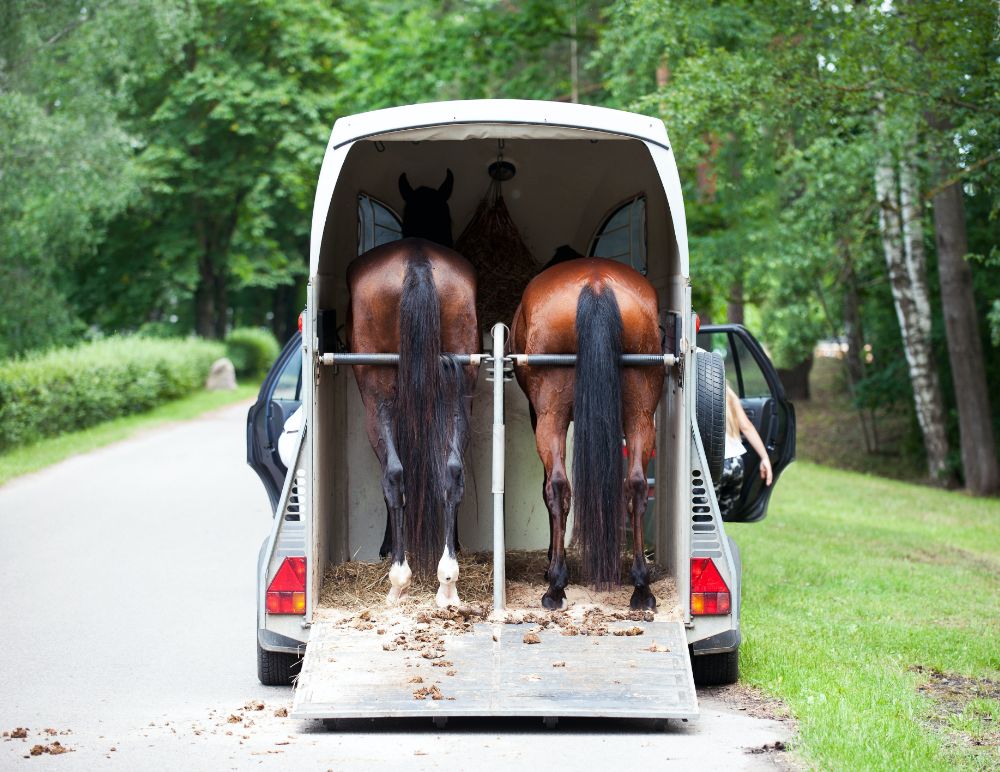 Horses in a trailer