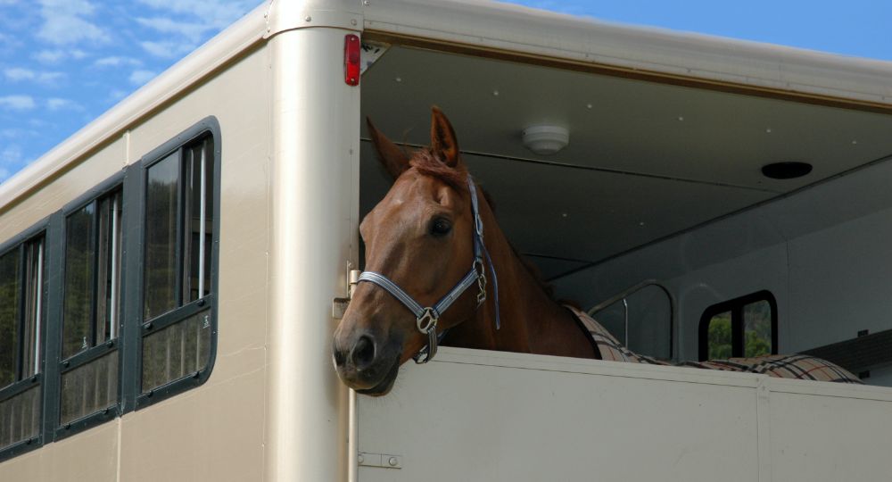 Horse in a trailer