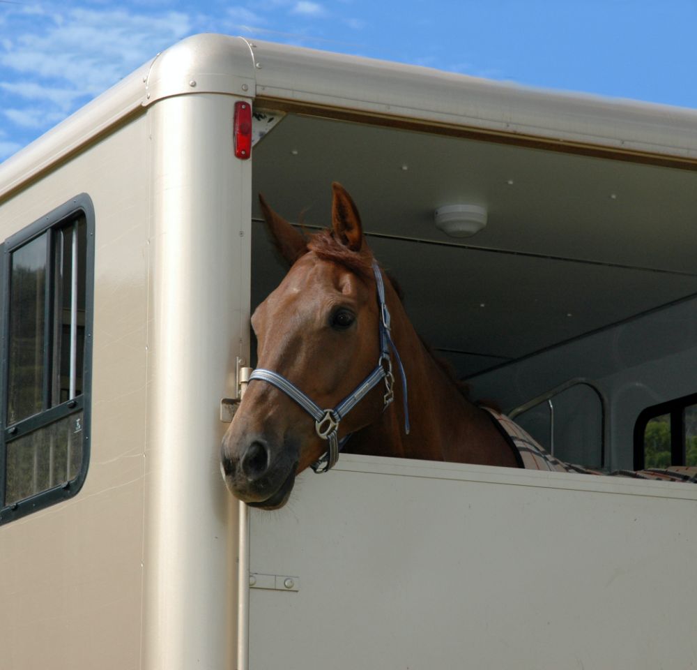 Horse in a trailer