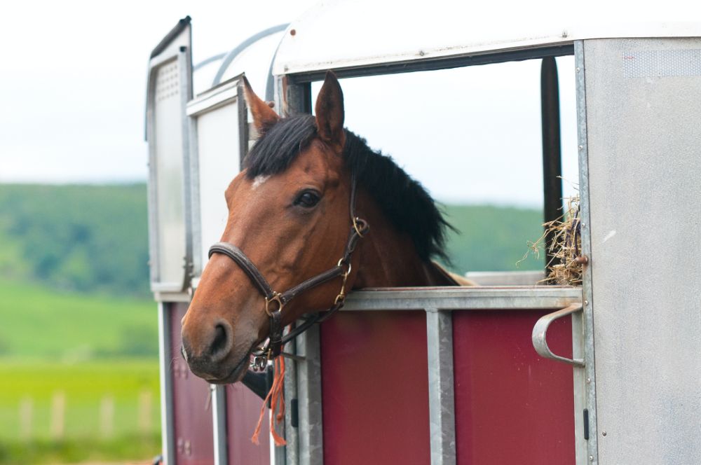 Horse in a trailer