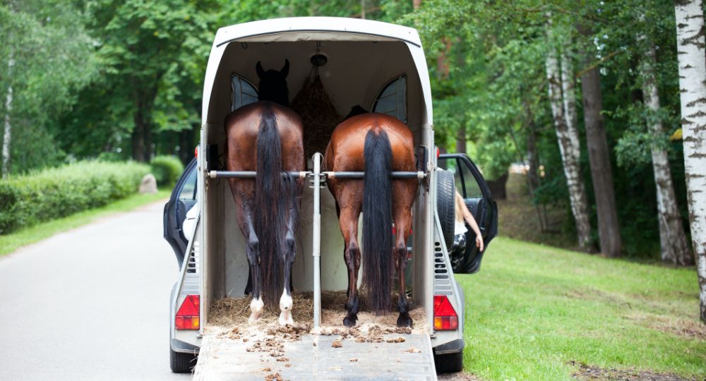 Horses shown in a trailer with greenery in the background